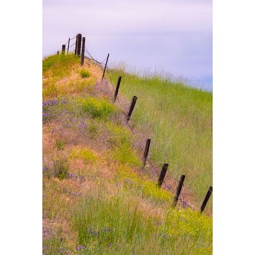 Gulin, Sylvia 아티스트의 USA-Washington State-Palouse fence line near Winona with vetch and grasses작품입니다.